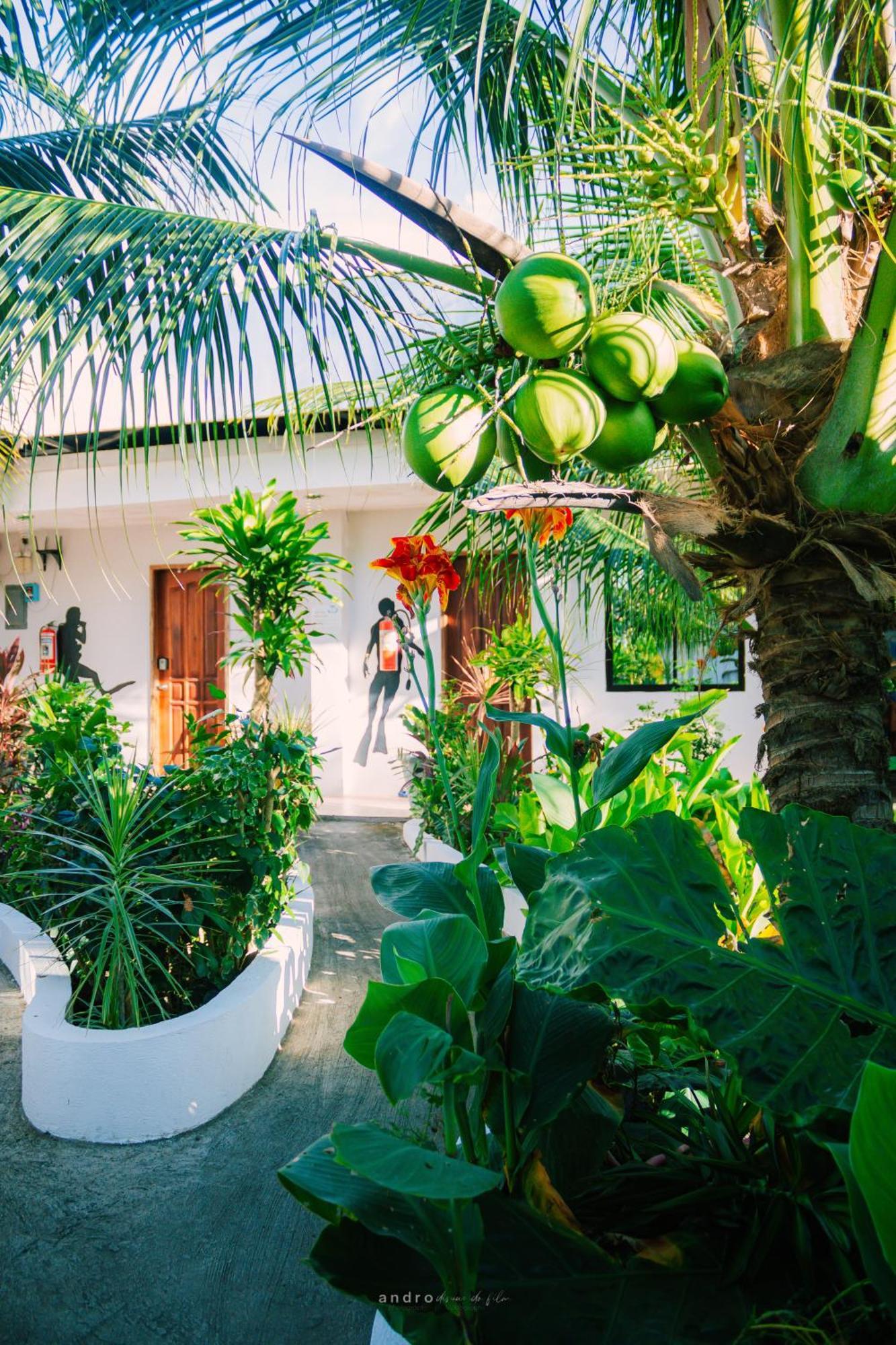 Ananas Guesthouse Moalboal Zewnętrze zdjęcie